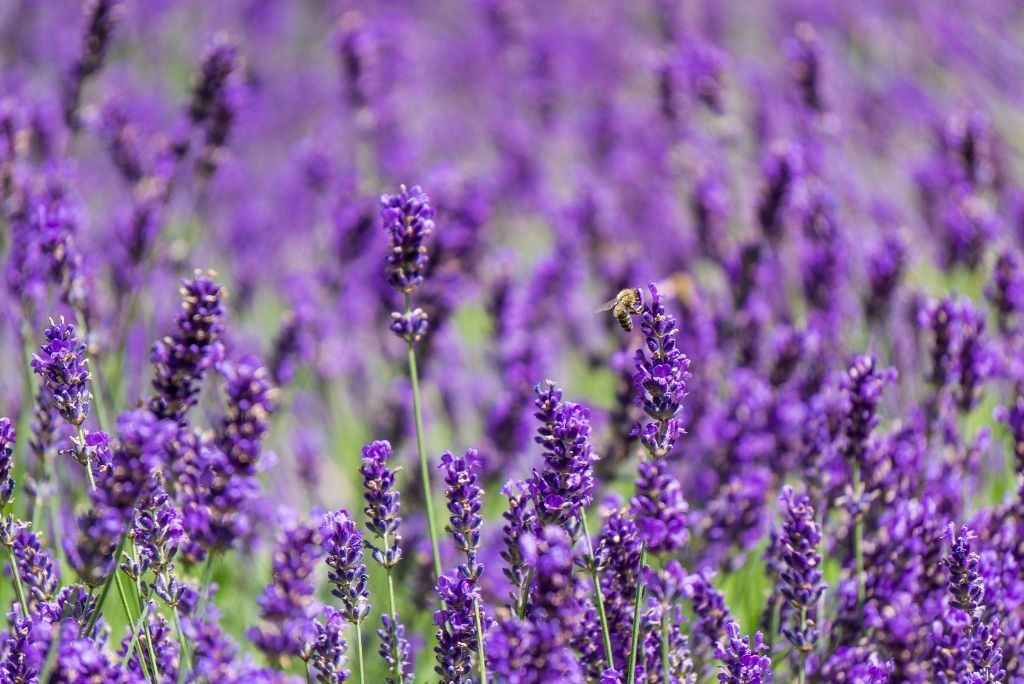 Naturliche Ole in der Schuppenbekampfung_ Die Rolle von Lavendel-, Geranium- und Melissenol